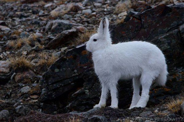 Arctic Hare OW