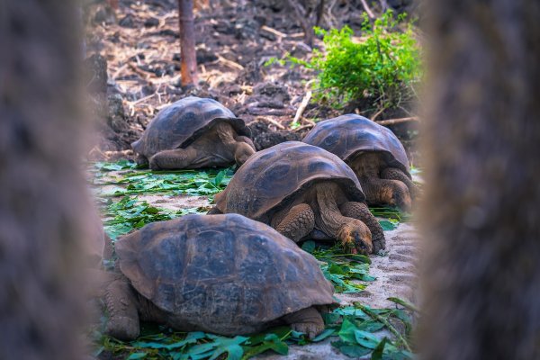 Galapagos tortoises