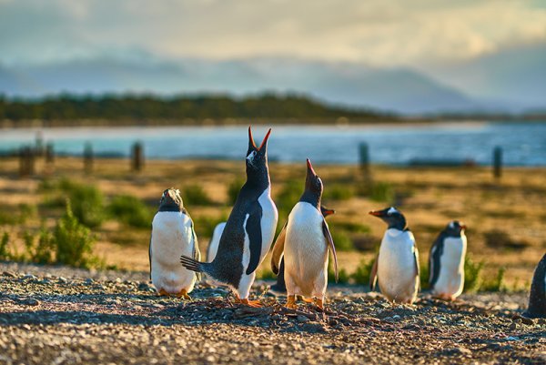 Gentoo penguins- they usually have a lot to say!