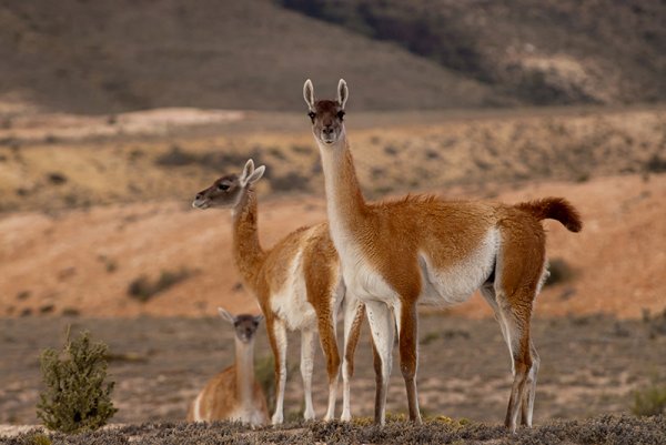 The guanaco is Tierra del Fuego’s sole large mammal. No-one really knows how the