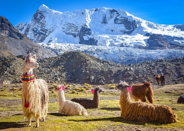 Llama pack in Cordillera Vilcanota, Ausungate, Cusco, Peru