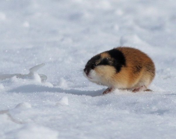 Lemming