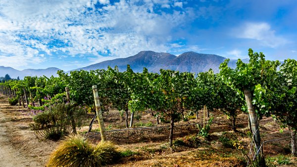 Only 20 mins drive from Santiago is the Casablanca Valley, revered for producing