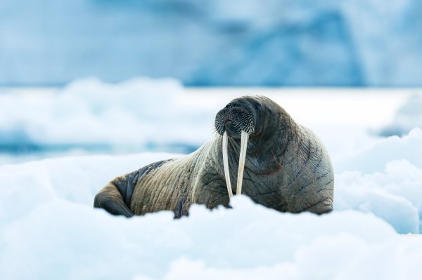 Walrus