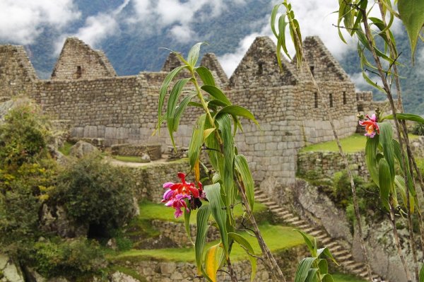 Beautiful flowers with the background of Inca citadel