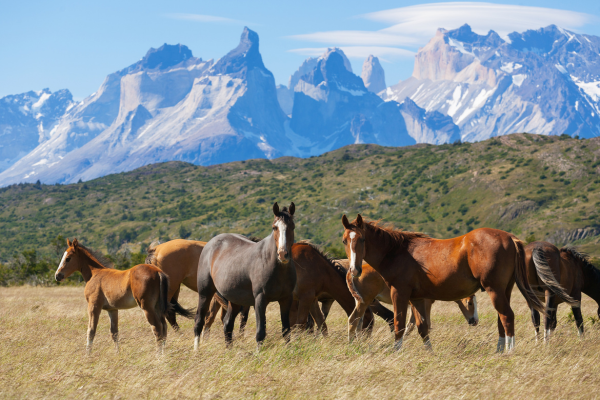 The wild horses of Patagonia have intrigued scientists for years due to their ab