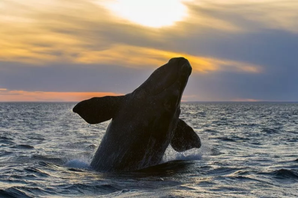 Humpback whales in Patagonia are the most sought