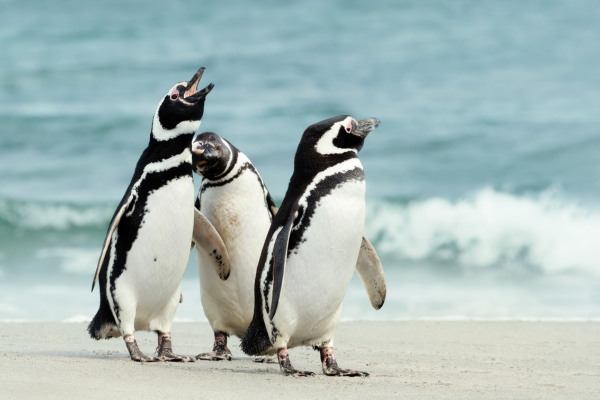 Patagonias Magellanic penguin is a near threatened species. The best place to spot them is in Punta Tumbo home to the regions largest colony almost 200000 breeding pairs live here.