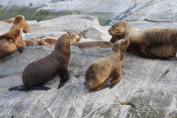 Peek a boo Sea lions relaxing on a submerged Andean mountain peak i.e. an islet off the coast of Ushuaia. 