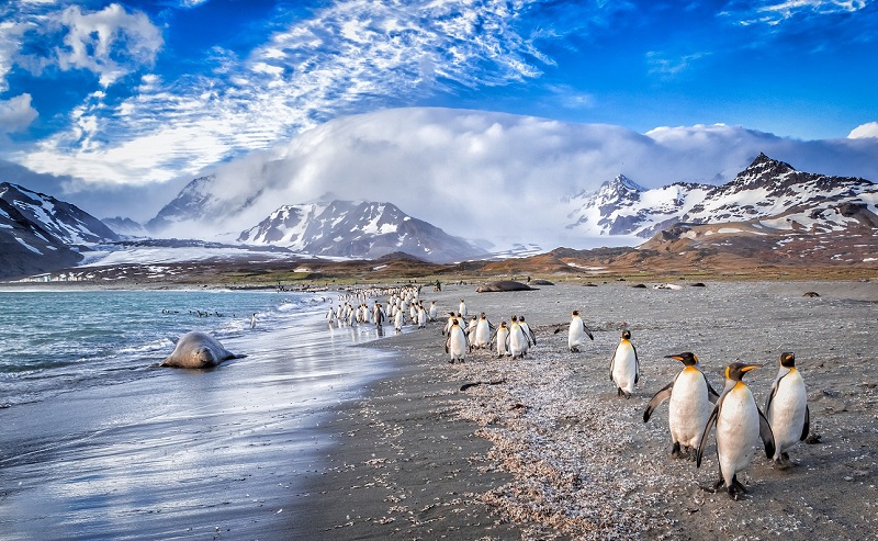 Penguins in South Georgia